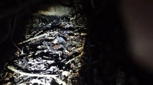 Охота на барсука с лайкой ночью