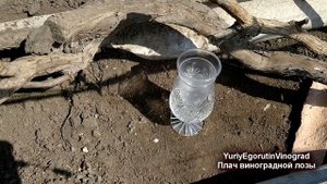 ? Плач лозы винограда. Истечение пасоки. Опасно ли оно. Что нужно знать об этом Сокодвижение.