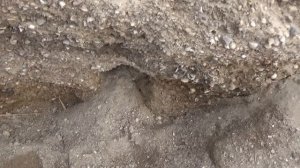 Сгоняла подкормить диких крыс! Места обитания крысы в дикой природе.