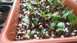 Адениумы 2 месяца, растишки из семян и не только. Переехали на балкон. Растем..)
