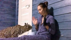 БОБКЭТ ЛУНА ПЕРЕСТАЛА МЕНЯ БОЯТЬСЯ / Приручение рыси