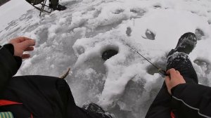 ПЕРВЫЙ ЛЁД 2023-2024.ВЕРХОВЬЯ БЕЛОЯРКИ.ОКУНЬ...