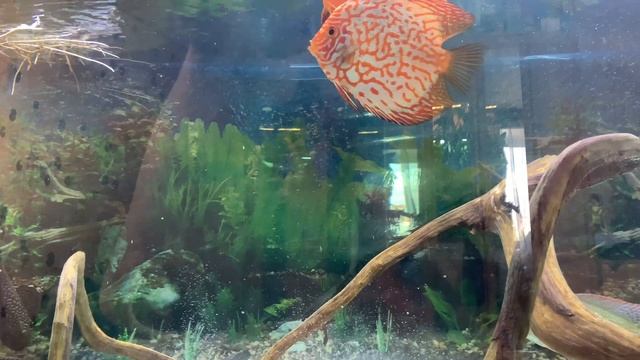 Скат рыба. Кормление с рук. смотреть онлайн