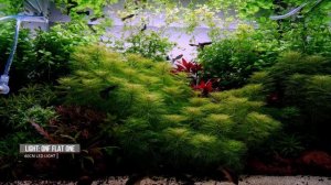 PLANTED TANK | GUPPY FISH BREEDING AQUARIUM