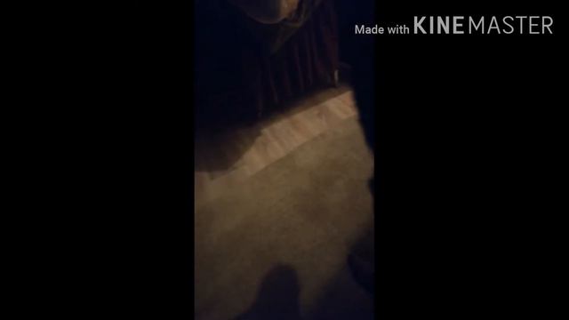 собака тоже волнуется|||День СОНИ ЧИХУАХУА смотреть онлайн