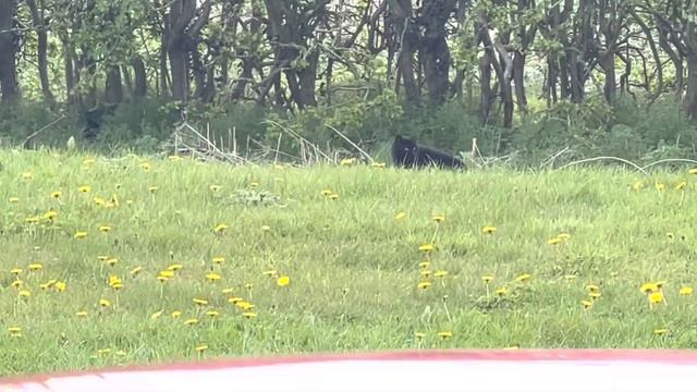British Big Cat Spotted At Roadside In North Yorkshire