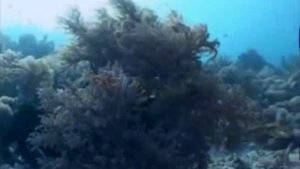 Фридайвинг (6)