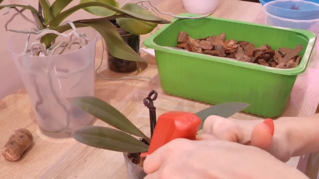 Корни орхидее НАРАСТИТЬ / В групповую ПОСАДИТЬ / Омолодить орхидею ВЕРНУТЬ тургор ВСЁ В ОДНОМ ВИДЕО смотреть онлайн