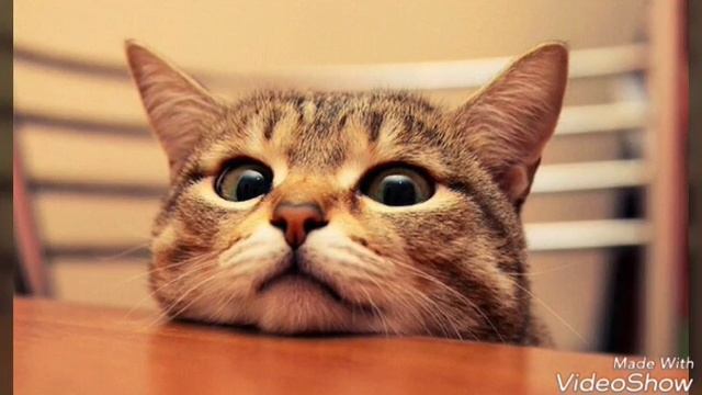 Инструкция о эксплуатации кота. смотреть онлайн