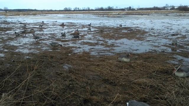 Присада, скрадок, подранки, лучшее видео смотреть онлайн