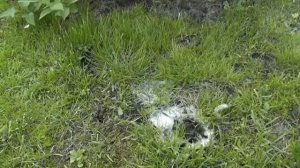 Как поймать Медведку