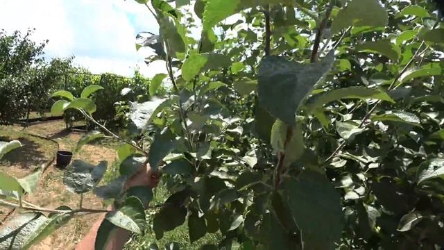Летняя обрезка взрослой яблони  Когда полезно обрезать на двухлетний прирост