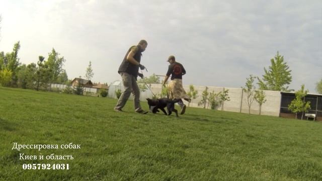 150. Дрессировка щенка немецкой овчарки на защиту. Учим щенка кусаться смотреть онлайн