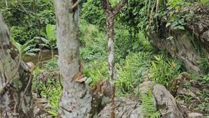 Harvest green vegetables, taro goes to market sell - Making food for pigs | Ly Thi Tam