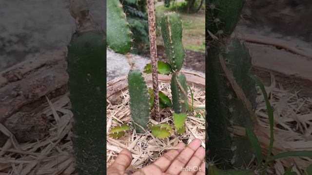 online order dragon tree ### review смотреть онлайн