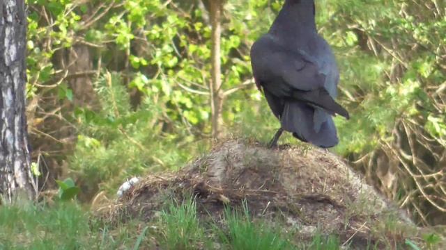 Неожиданная встреча с вороном [Corvus corax] смотреть онлайн