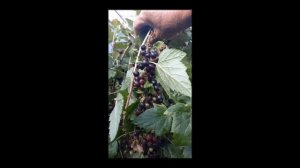 Черная смородина "Бармалей"