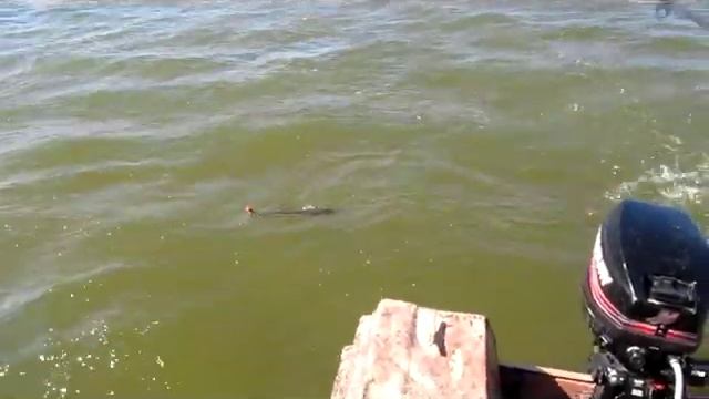 Щука сошла. Рыбалка на Волге или ловля щуки на поппер. смотреть онлайн