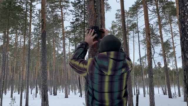 Привада на медведя. Завозим на мотособаке IKUDZO смотреть онлайн