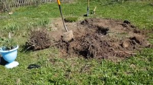 Пересадка вишни весной | Как выкопать айву | Арматура на клумбе