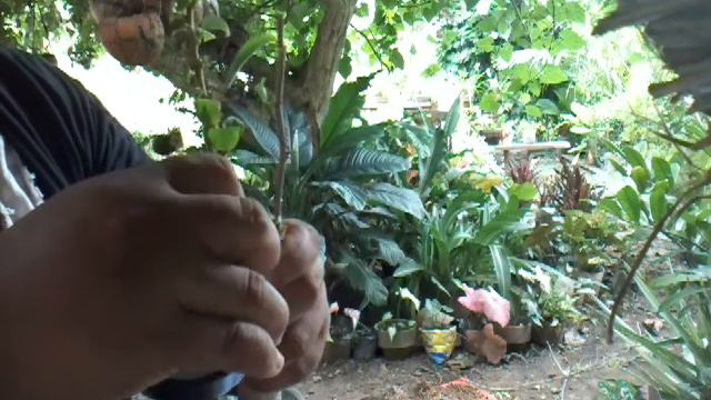 How to root grafting bougainvillea смотреть онлайн