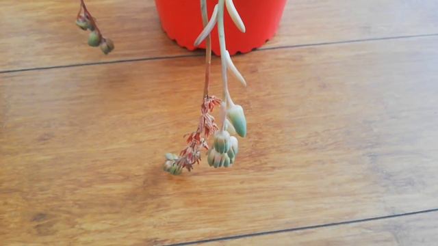 10 Suculentas en Flor🌹💐/#mitopflor🌼🌺 /Reto/ Flores de Suculentas/jardín /Plantas смотреть онлайн