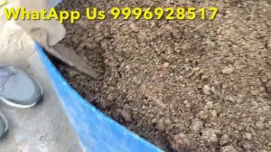 अब गमले में भी लगेगा केले का पौधा और आएँगे फल ही फल || Grow Banana in Pots Easily