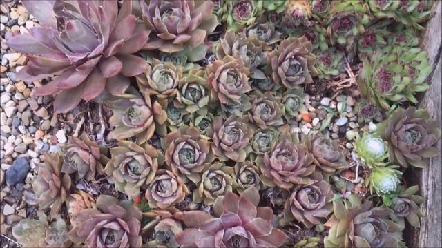 OVER 50 NAMED SEMPERVIVUM VARIETIES HUGE RAISED BED HENS & CHICKS SUCCULENTS COLLECTION смотреть онлайн