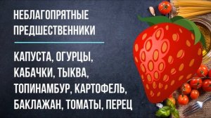 Посадка КЛУБНИКИ в августе 2021 года. Сроки посадки, благоприятные дни