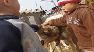 Алабай дети