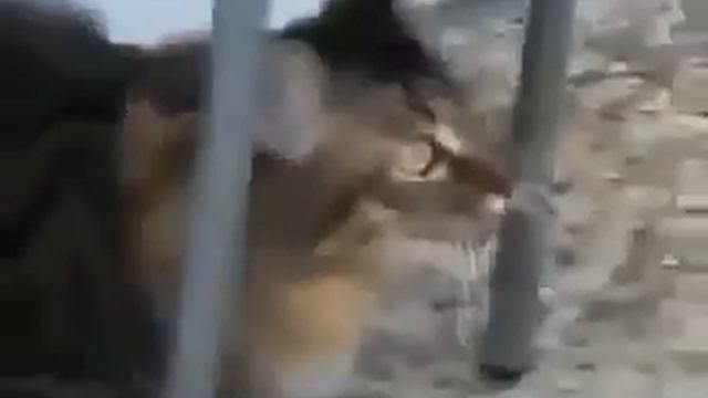 Кот щебечет как птица смотреть онлайн