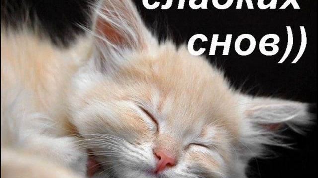 Спокойной ночи, котёнок! смотреть онлайн