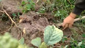 как вырастить огромную картошку