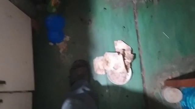 ТРЕШ ОХОТА НА ТАРАКАНОВ. ЧЕРНЫЕ ТАРАКАНЫ В КВАРТИРЕ