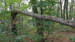 17.07.2021. национальный парк "Башкирия", озеро Нугуш. Экологическая тропа.