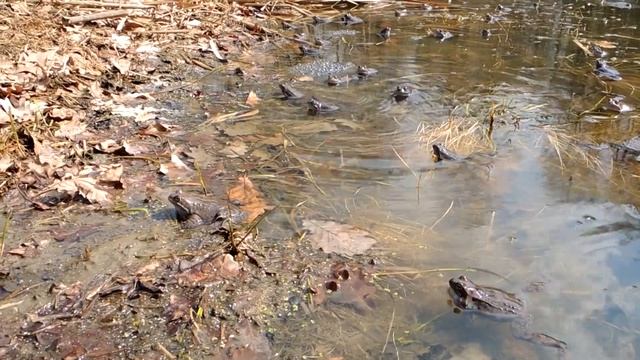 пение лягушек смотреть онлайн