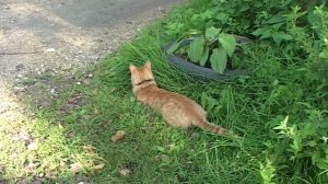 Кошка на даче .
  6 часть