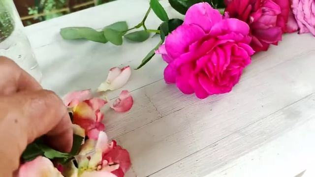 Цвета роз,похожие друг с другом.Сравним :Августа Луиза,Ла Вилла Котта,Ландлуст...... смотреть онлайн