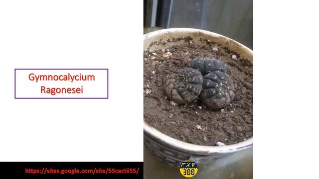 Gymnocalycium Ragonesei - flowering June 2018