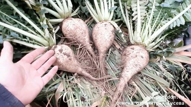 Редис Гигантский Японский Сакурадзима — Sakurajima Radish — 桜 島 大 根 смотреть онлайн