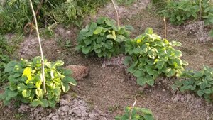 Ёжик на охоте в грядках