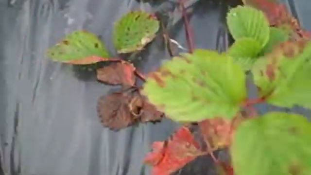 Земляника под черной пленкой смотреть онлайн