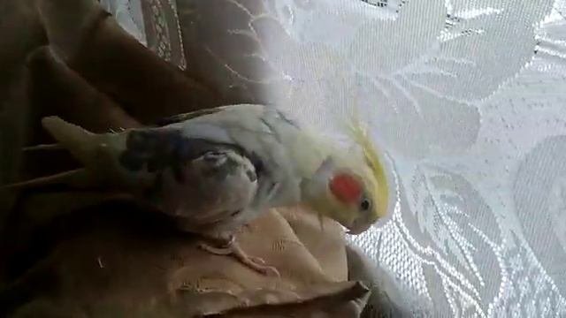 Корелла попугай Аркаша учится говорить / Parrot Corella Learns To Speak