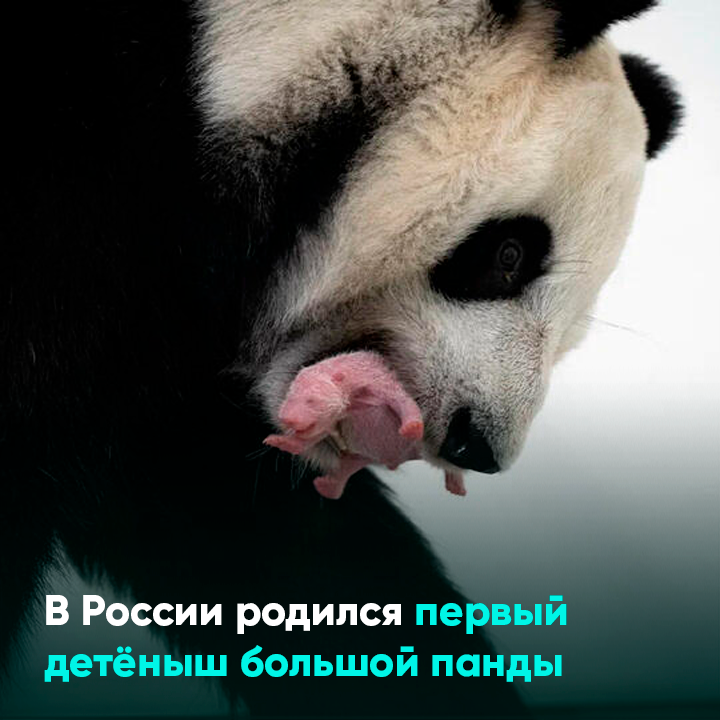 Московская панда с детенышем. Панда с детёнышем. Детёныш панды в Московском зоопарке. Панда рожденная в России. Панда в Московском зоопарке.
