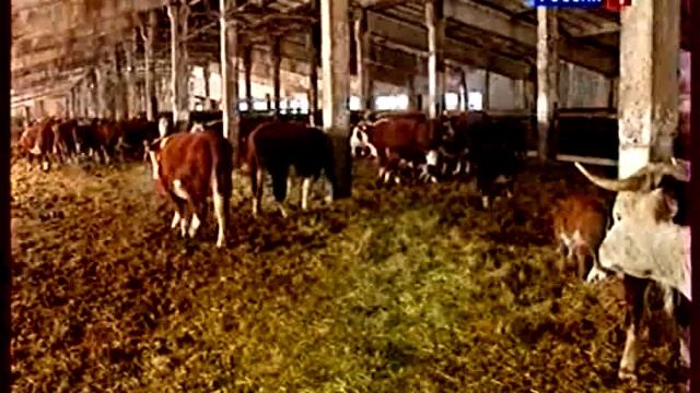 Скрещивание КРС х американский бизон. Кролик гигант смотреть онлайн