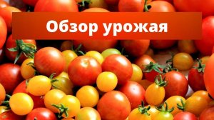 СОЧНЫЕ ТОМАТЫ ДЛЯ ЗАГОТОВОК НА ЗИМУ | Обзор сортов томатов для заготовок