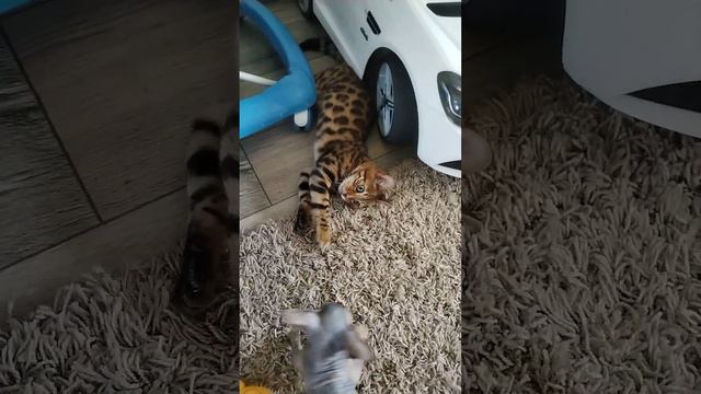 Бенгал и сфинкс играют #бенгальскаякошка #котята #приколы #сфинкс