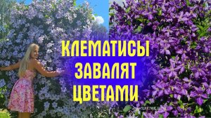 КЛЕМАТИСЫ БУДУТ УСЫПАНЫ ЦВЕТАМИ, сделаете ТАК! Хитрости, которые ЗАСТАВЯТ КЛЕМАТИСЫ ПЫШНО ЦВЕСТИ