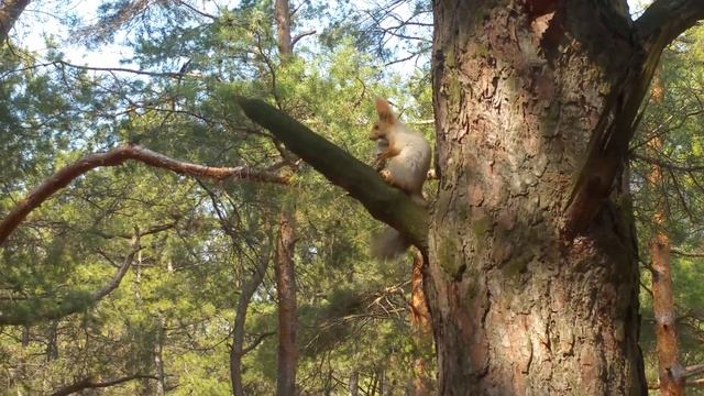 Белки в Балабановском лесу смотреть онлайн