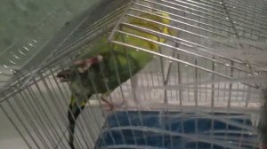 Говорящий попугай Гриша. Сегодня Гриша принимает душ.